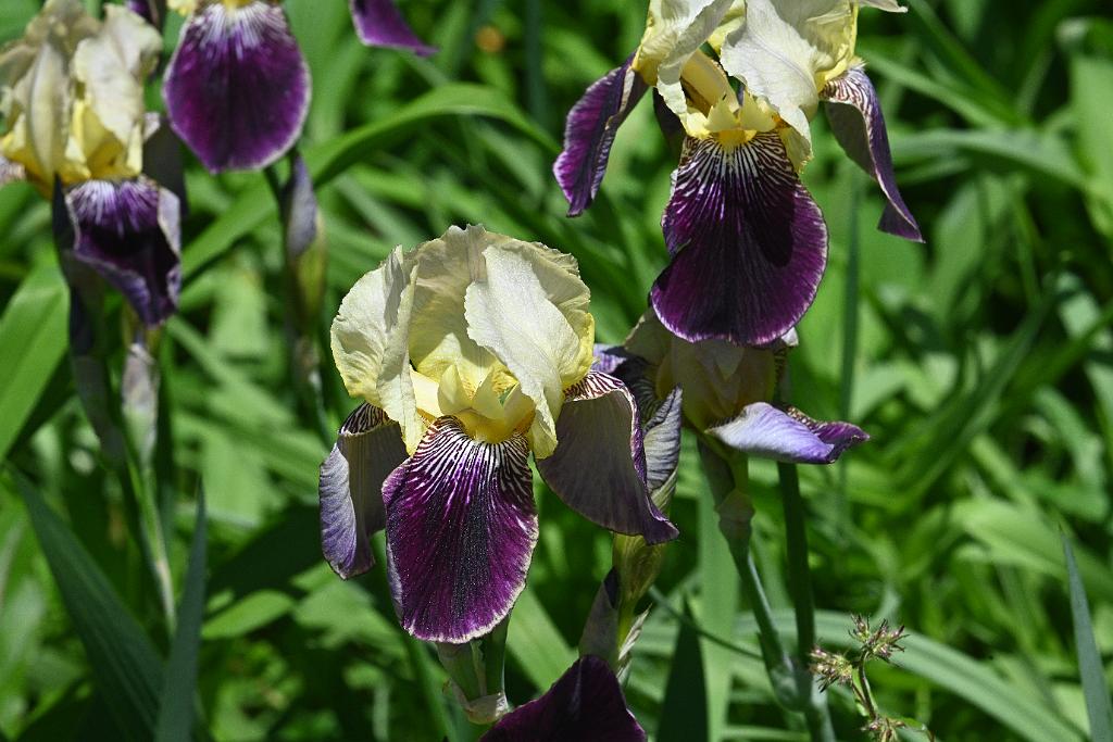 2025-06038842 Wachusett Meadow Wildlife Sanctuary, MA.JPG - Iris. Wachusett Meadow Wildlife Sanctuary, MA, 6-3-2025